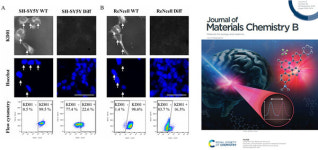 케이메디허브, 한국뇌연구원·덕성여대와 신경줄기세포 탐지 형광 프로브 개발