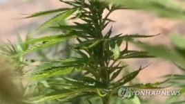 美 뉴욕주, 성인 기호용 대마초 합법화 예정