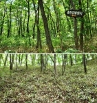 [박경희의 꿀맛! 트레킹] 원시림 천혜자연의 홍천강 발원지 미약골