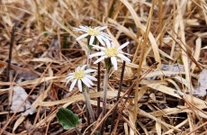 [박경희의 도보기행] 충남 금산 보곡산 자진뱅이길 트레킹