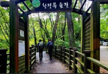 [박경희의 도보기행] 구룡사 황장목 숲길과 치악산 둘레길 2코스 구룡길