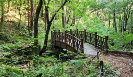 [박경희의 도보기행] 구룡사 황장목 숲길과 치악산 둘레길 2코스 구룡길