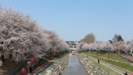 [도시탐험, 서울의 벚꽃길] 천변 산책로와 폐철길, 그리고 현충원