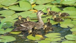 [도시탐험, 탄천 이야기1] 하천 복원 공사가 생태계에 미치는 영향