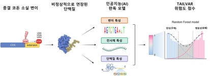 AI가 찾아낸 희귀질환·암의 ‘숨은 범인’ 종결 코돈 변이 병원성 첫 정밀 입증