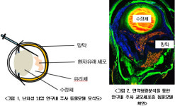  국내 난치성 뇌암 동물모델 확립…한 달 내 평가 가능 