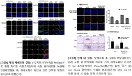줄기세포 단일 배양 통한 이종조직판막 생체 내 재세포화 최초 성공