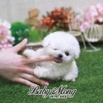 비숑프리제, 신중하게 애견샵 알아보고 강아지 분양 받자