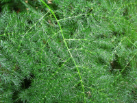 폐와 신장을 보해주는 탁월한 천연 약초 ‘천문동’의 효능