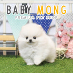 토이푸들, 비숑프리제, 포메라니안, 말티즈 강아지 분양, 베이비몽 특별할인