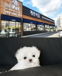 전주 강아지 분양으로 유명한 ‘전주더펫’, 현재 무료 분양 및 할인 이벤트 진행으로 화제