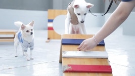 안락사 없는 유기동물 보호소 ‘도그마루’ 연말맞이 야간개장