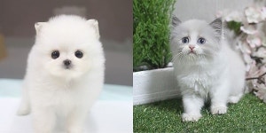강아지분양,고양이분양 전문 부산,울산,광주,창원 미유펫애견샵 전국지점에서 신년맞이 최대할인이벤트 및 무료분양 진행중