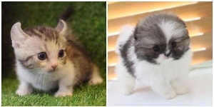 부산,광주,대구,순천 고양이분양,강아지분양 미유펫애견샵 개강 맞이 견종, 묘종 무료 및 최대 80%할인이벤트