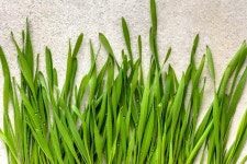 건강한 다이어트 음식을 찾는다면… 새싹보리효능과 부작용은? 