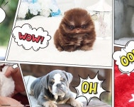 아담스펫, 건강검진을 통한 혈통있는 강아지 분양 및 전국 지점 안내