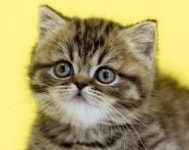 고양이분양 나비캣, 전국 최대 500마리 보유 다양한 묘종 한눈에 선보여 화제