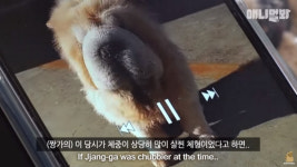 동물농장 차우차우, 주인 만나나 했더니.. 길을 떠돌게 된 사연은?