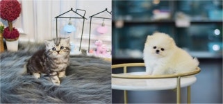 자체동물병원 운영 강아지분양, 고양이 분양 ‘미유펫’ 전주점·광주점 등 관심 집중