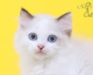 1:1 맞춤케어로 철저한 고양이 관리하는 프리미엄 고양이분양샵 나비캣 인기