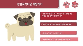 CDC, 반려동물 매장의 강아지에서 약물 내성 감염증 발병 경고