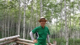 김도훈의 나무 사랑 꽃 이야기(52) 자작나무와 서어나무