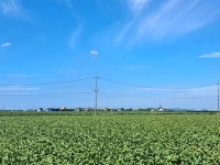 벼농사 짓던 논이 콩밭으로 변한 김제평야