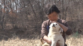 TV조선 시그널, 250마리 개들의 엄마의 비밀