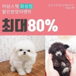 화성, 수원, 평택, 천안 강아지 고양이분양 아담스펫 화성점, 말티즈, 토이푸들 최대 80% 할인 분양 이벤트