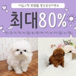 안양, 시흥, 광명, 안산 강아지 고양이분양 아담스펫 안양점, 토이푸들, 말티즈 최대 할인 이벤트 중