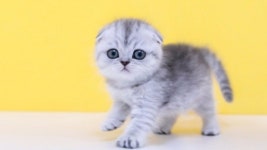 서울·인천·분당·의정부 고양이분양 나비캣, 스코티쉬폴드·먼치킨 50% 할인분양 중