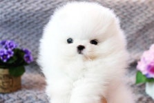 인천, 송도, 배곧 강아지분양전문 스타멍스 철저한 사후관리 시스템으로 인기