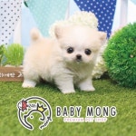 강아지 분양전문(말티즈, 비숑프리제, 포메라니안, 푸들) 베이비몽 한가위이벤트