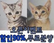 광주고양이분양을 원하는 애묘인들의 선택, 광주 펫빌리지 오픈기념 90%할인 분양과 무료분양 이벤트 진행