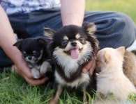 인천·부천·김포·일산 강아지분양 아담스펫, 말티즈·비숑프리제 추석정상영업 최대 50% 할인분양