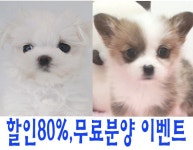 광주강아지·고양이분양으로 유명한 ‘광주 펫빌리지’, 무료분양 및 할인분양 이벤트 진행