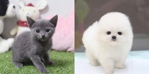 부산, 광주, 천안, 진주 고양이분양, 강아지분양 미유펫 애견샵 겨울나기 고객감사 할인 최대80%&무료분양 이벤트 진행