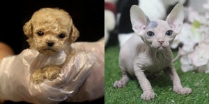 부산, 광주 고양이분양 강아지분양 미유펫애견샵 샴, 시츄 설맞이 최대80% 할인 및 무료이벤트