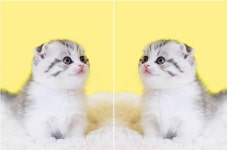 서울, 부산, 대구 등 전국 고양이분양 ‘나비캣’, 설날맞이 최대 50~ 80% 무료분양 및 할인분양 이벤트 실시