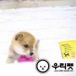 말티즈, 프렌치불독, 비숑프리제, 포메라니안 분양 전문업체 ‘우리펫’ 30%분양금액 할인 이벤트