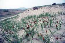 [충남 가볼만한 곳]다양한 매력의 태안 가볼만한 곳 아이와 함께 갯벌체험·튤립축제 데이트코스까지…