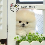 강아지 애견분양 베이비몽, 어린이날 선물 할인이벤트 진행