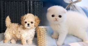 프리미엄 강아지, 고양이 분양 전문업체 ‘아담스펫’, 분양 이후 꼼꼼한 케어 제공