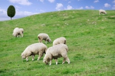 [평창 가볼만한 곳 추천] 월정사·하늘목장 등 맑은 하늘과 양들이 뛰어노는 자연을 볼 수 있는 강원도 여행지