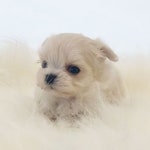 평택강아지분양 애견샵 ‘차일드독’, 애견분양 최대 40% 할인 입양 이벤트 실시