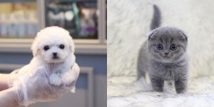 고양이, 강아지분양 전문 미유펫, 건강한 반려동물 분양 위해 자가 동물병원 운영 눈길