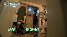 춘뽕 견종? 블랙탄 시바…충성심 높아서 훈련도 쉬워