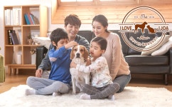 사지말고 입양! 아이조아 요양보호소의 강아지, 고양이무료분양 캠페인
