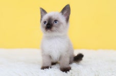 고양이전문분양샵 나비캣, 차별화된 서비스와 사후관리로 예비 묘주들의 눈길 끌어