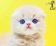 나비캣고양이분양남양주점 | 프리미엄 고양이 분양샵 ‘나비캣’ 접종 마친 건강한 고양이만을 분양해 눈길